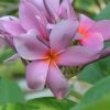 Pathum Thani Duet- Exclusive! - Image 2