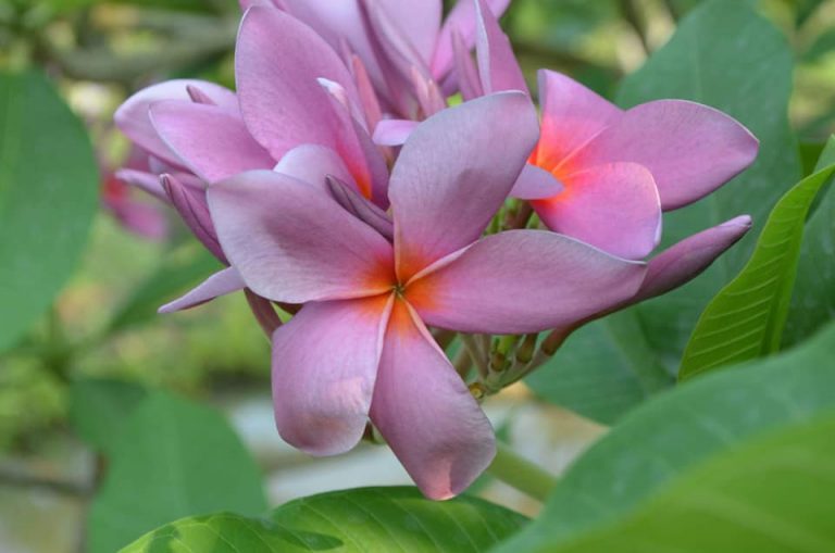 Pathum Thani Duet Exclusive! Brad's Buds and Blooms