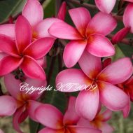 Mixed Thai Pinks- 5 Seeds