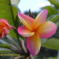 Bogor Peachy Pink-  5 seeds