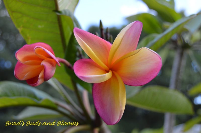 Bogor Peachy Pink-  5 seeds