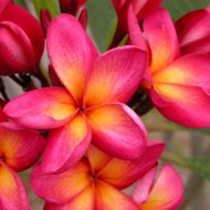 Booker- 5 Seeds  RARE