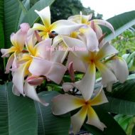 Brad's Curly Pink- 10 Seeds