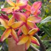 Butterfly Gold- Rooted Plants