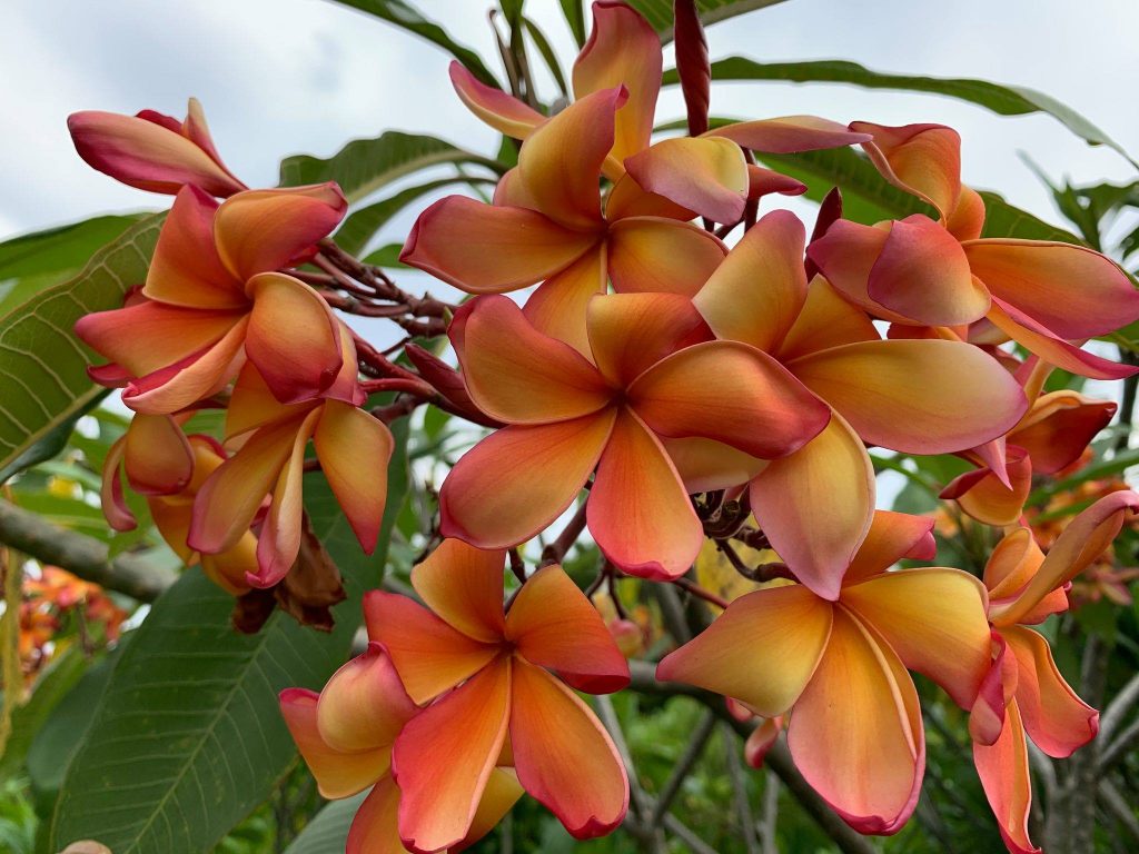 Candelabra Brad's Buds and Blooms