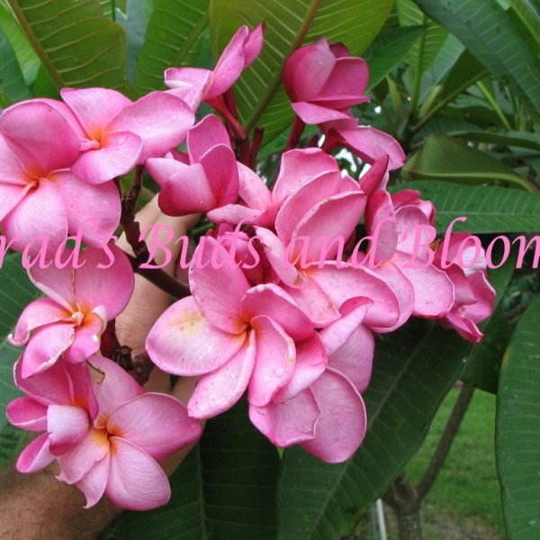 Plumeria Seeds Brad's Buds and Blooms