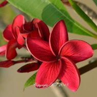 Carmine Glow- Nice Rooted Plants- "Y" Branched, 2 Branch Plants!