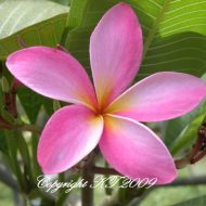 Carol's Pink- 5 Seeds