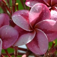 Kimi (Moragne) Seedling #28-- 5 seeds