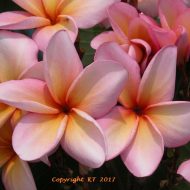 Charm- New From Kukiat- 5 Seeds