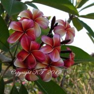 Sanguine Elite- Very Limited-- 5 seeds