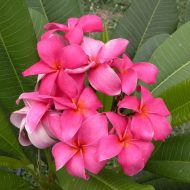 Chompoo Cholburi- 10 seeds- LAST PACK!