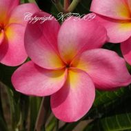 Chompoo Dok Yai- 5 Seeds