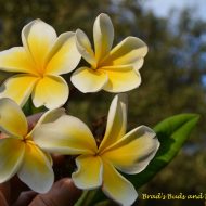 Chompoo Paan Seedling