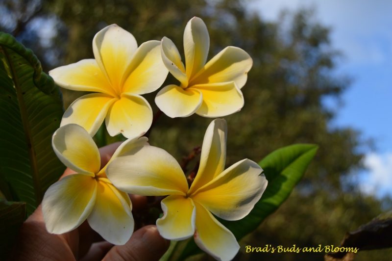 Chompoo Paan Seedling