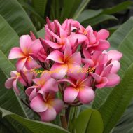 Chompoo Silpa- 5 seeds