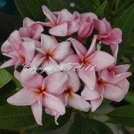 Chompoo Suai- 5 Seeds