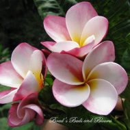 Chuppa Chup--5 seeds- LAST PACK!