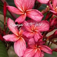 Clare Corre- RARE! 5 Seeds