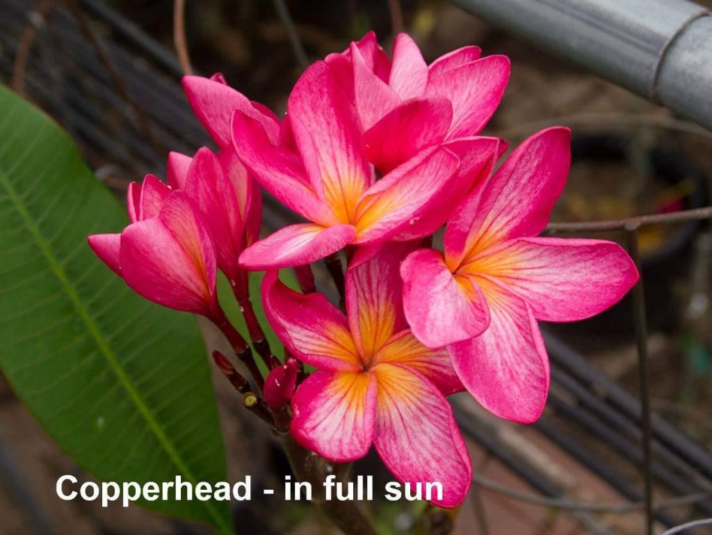 Copperhead Limited! Brad's Buds and Blooms