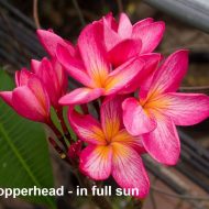 Copperhead- Limited!
