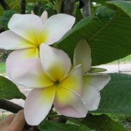 Courtade Pink- 50 Seeds