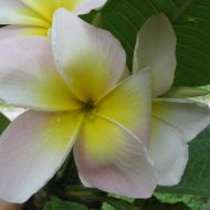 Courtade Pink- 5 seeds