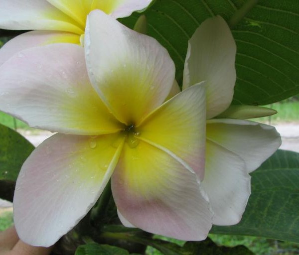 Courtade Pink 10 seeds Brad's Buds and Blooms