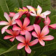 Dwarf Dr. Richard Criley (Rainbow)- Large Rooted Plant with 13 Tips!