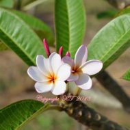 Dwarf Singapore Pink Seedling #01- 5 Seeds- LAST PACK!