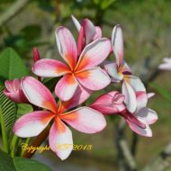 Dwar Singapore Pink Seedling Rainbow #02- 5 Seeds- LAST PACK!