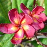 Duke-  5 Seeds- Limited!