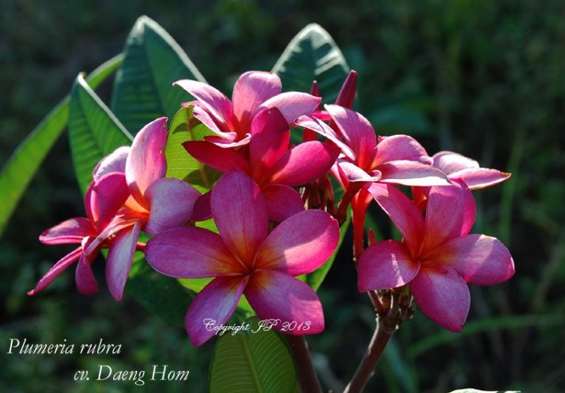 Daeng Hom - Image 2