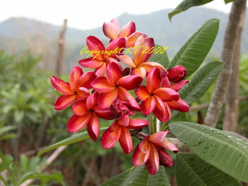 Daeng Mang Mee- AKA Thai Mermaid's Gem