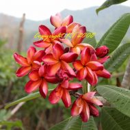 Daeng Mang Mee/ Thai Mermaid Gem- 5 seeds