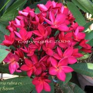 Siam Red/Daeng Sayem 5 Seeds