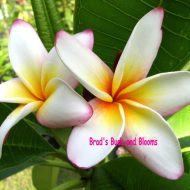 Daisy Wilcox- 5 seeds