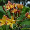 Dane (JL)- ROOTED PLANTS - Image 2
