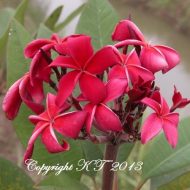 Dark Curly Pink- 5 Seeds