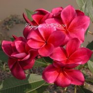 Daeng Rachan- 5 seeds