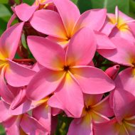 Deep Desire- 5 Seeds