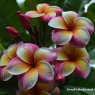 Dreamscape- BB&B Release