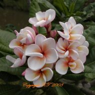 Dwarf Duang Saree- VERY Compact!