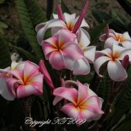 Unnamed Dwarf- 5 seeds