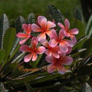 Dwarf Orange Sherbet- Exclusive-- True Dwarf Plant!