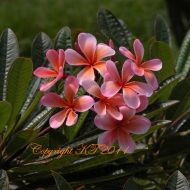 Dwarf Orange Sherbert- NEW! 5 Seeds