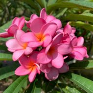 Dwarf Pink San Germain