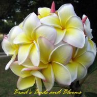 Edi Moragne- 5 Seeds