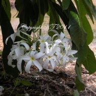 Engel-- NEW! 5 Seeds