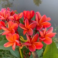 Illini Orange-Dwarf Plumeria Plant- New & Exclusive! Last one for season